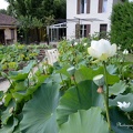 lotus