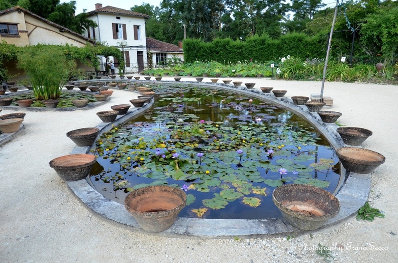 Pots de l'entretien des nÃ©nuphars.jpg