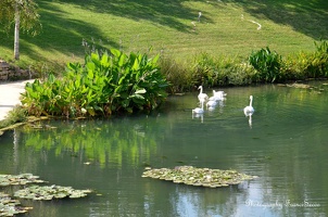 Vue sur le lac et les cygnes