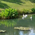 Vue sur le lac et les cygnes