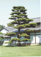 Ritsurin-koen Takamatsu