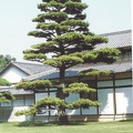 Ritsurin-koen Takamatsu