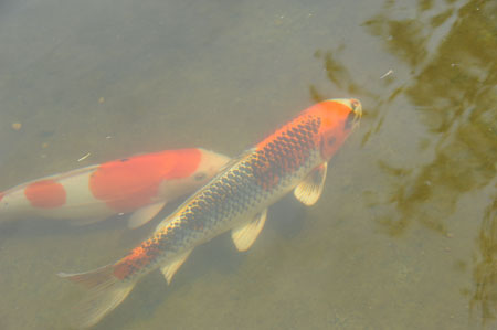 KOI_DSC_3262.jpg