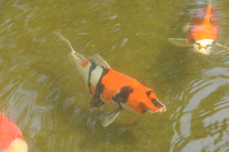 KOI_DSC_3256.jpg