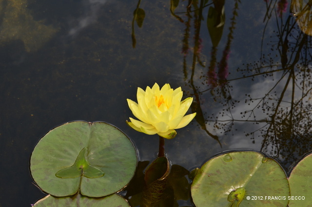 Nymphaea \'Yellow Sensation\' (Slocum, 1991).jpg