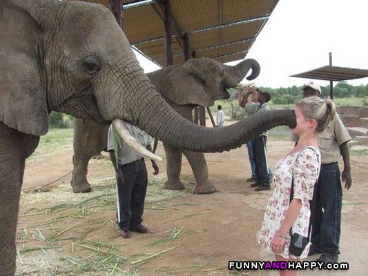 ; Big-kiss-from-an-elephant.jpg